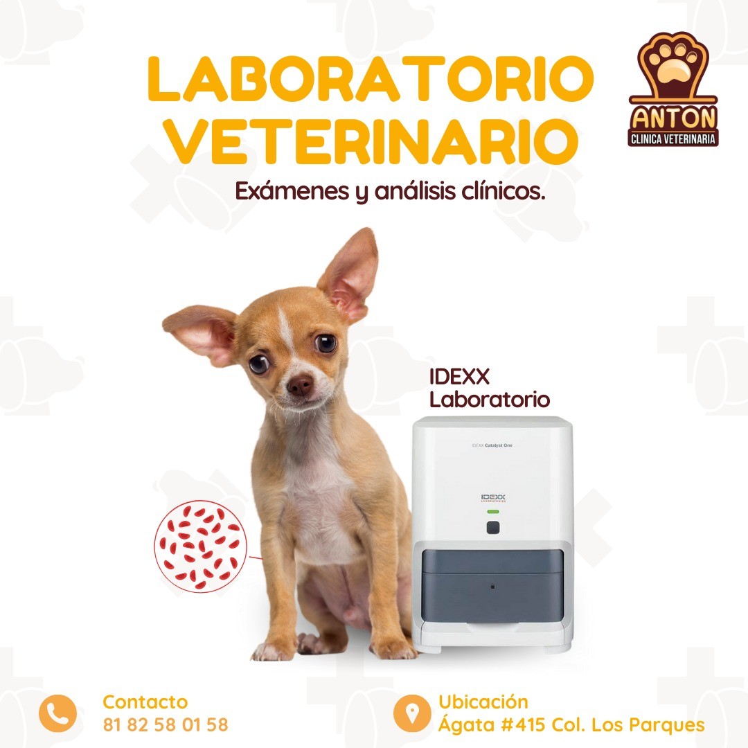 Clinica Veterinaria Anton Facebook ad: LABORATORIO VETERINARIO