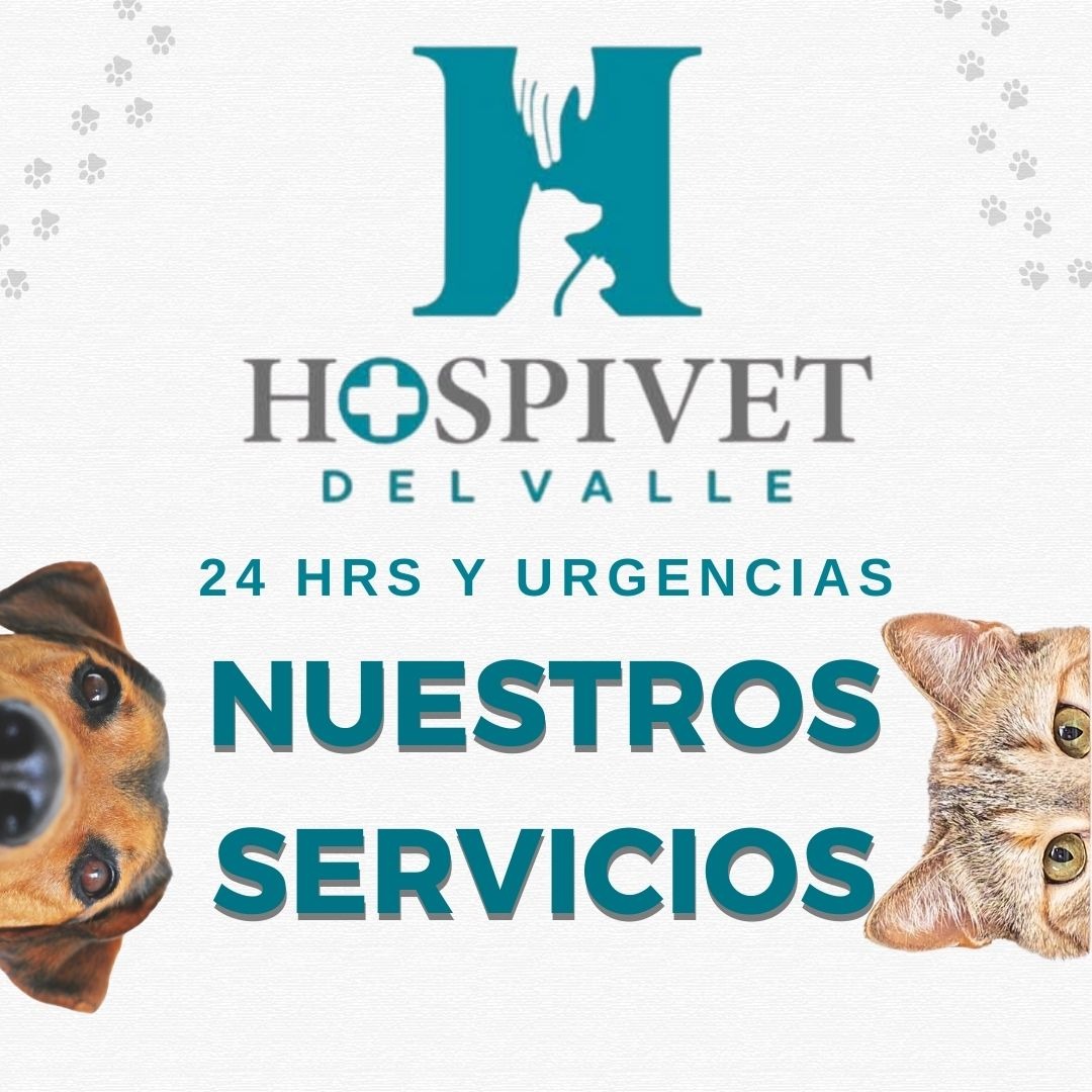 Hospivet del Valle Facebook ad: 1 Consultas generales, Revisión completa de tu mascota