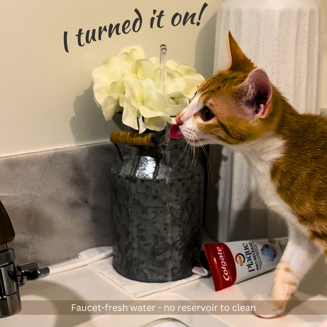 AquaPurr Facebook ad: The AquaPurr is the only fountain you never…