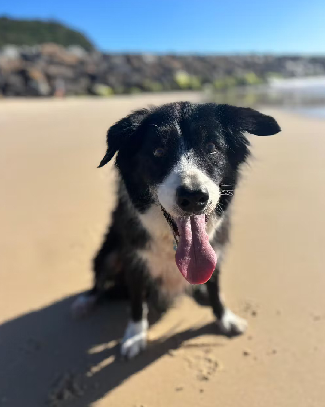 CanineCeuticals Facebook ad