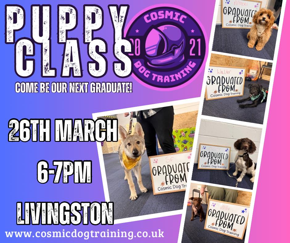 Cosmic Dog Training Facebook ad: Classes | Cosmic Dog Training