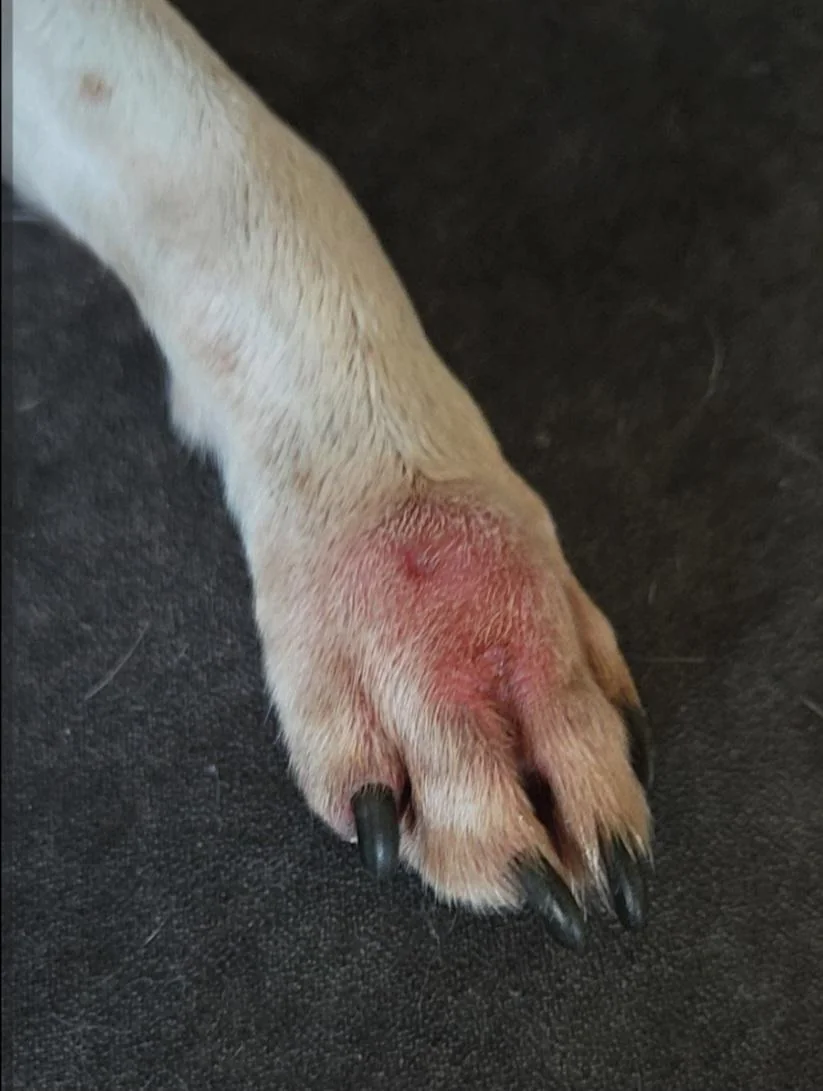The Healthy Pet Parent Facebook ad