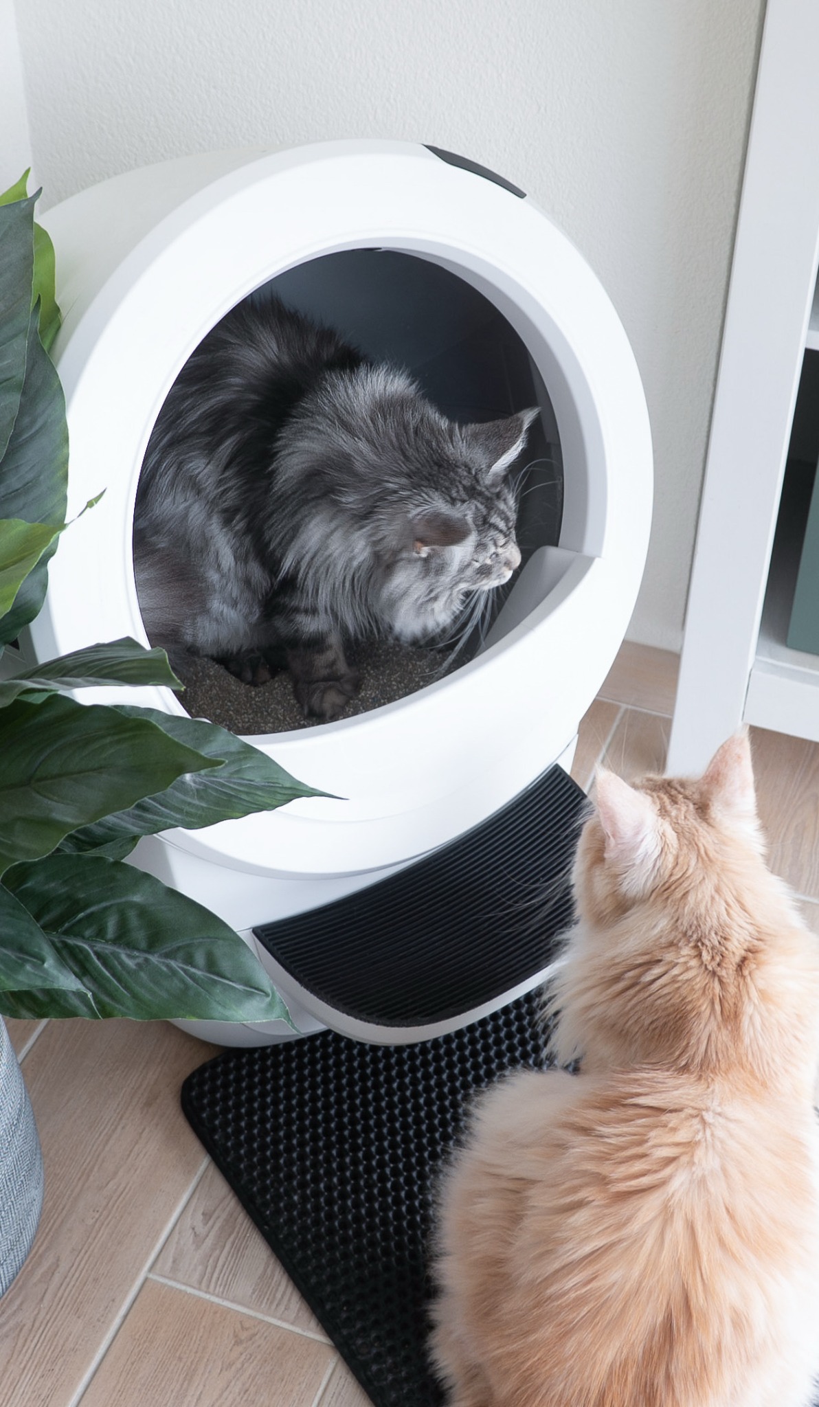 Litter-Robot by Whisker Facebook ad
