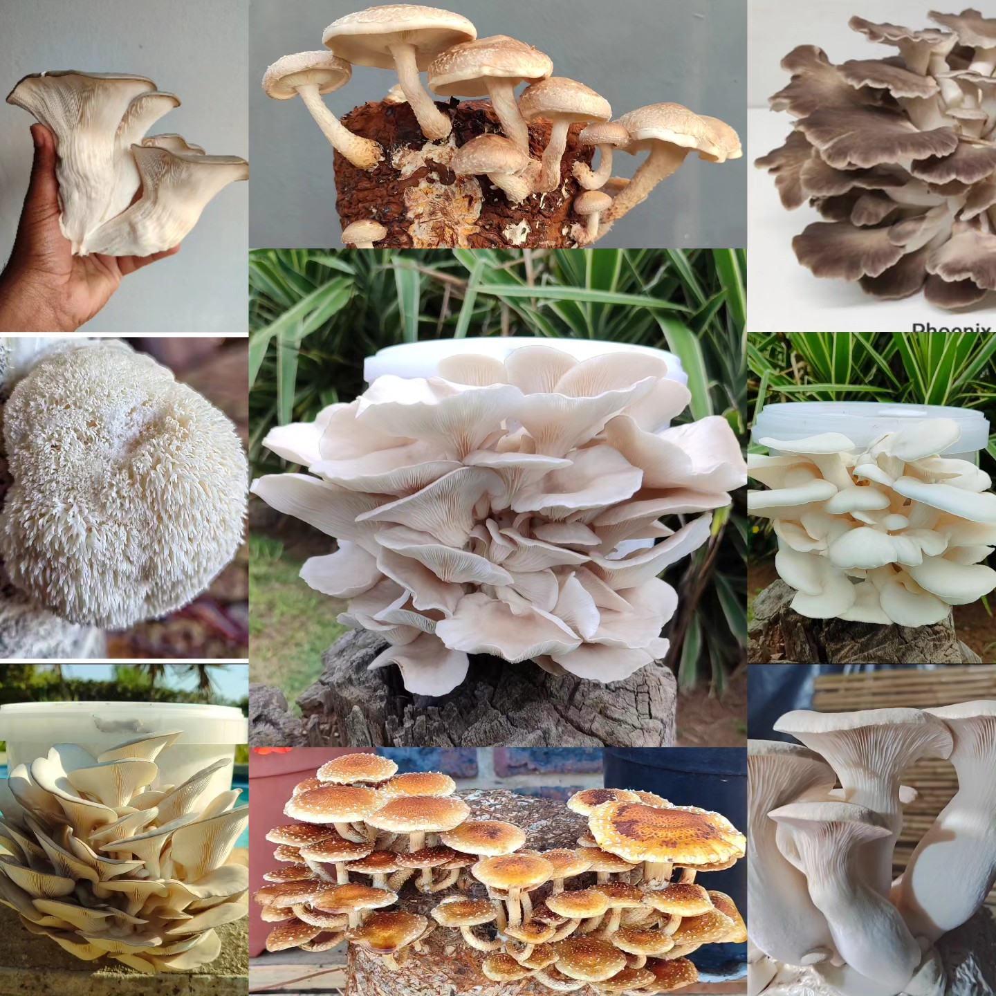 Vaal Exotic Mushrooms Facebook ad: Grow unique Mushrooms Indoors, Effortlessly