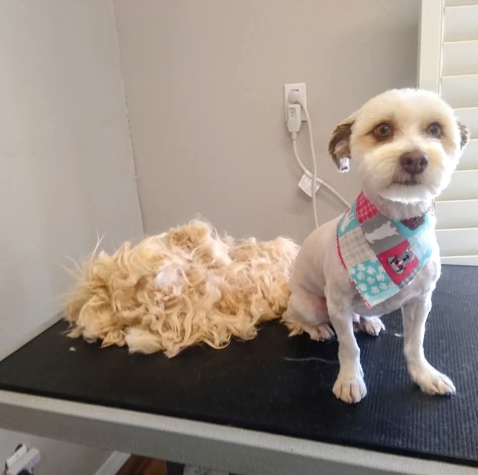 Oh My Dog Groomer Facebook ad: Get your furry friend looking and feeling their…