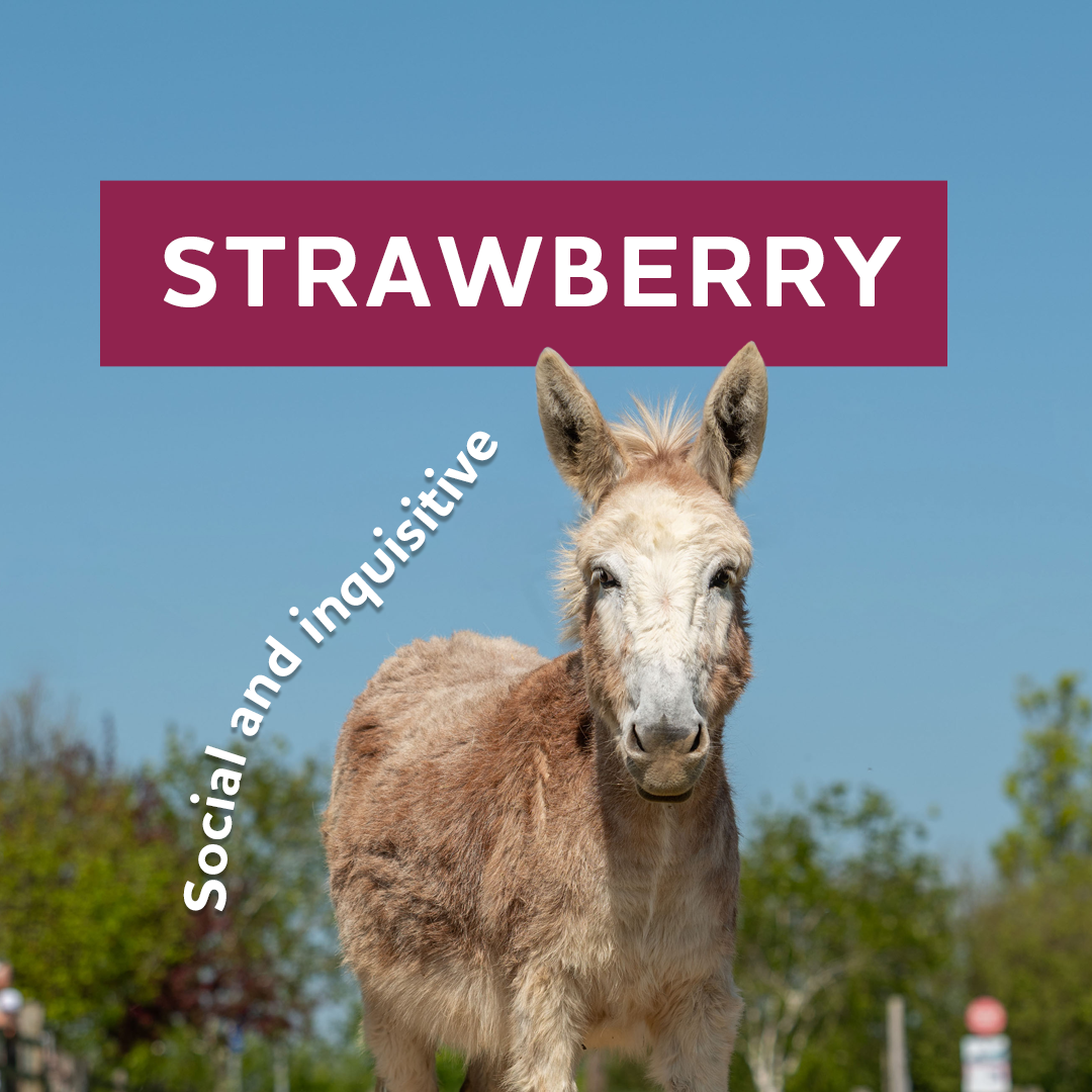 The Donkey Sanctuary Facebook ad