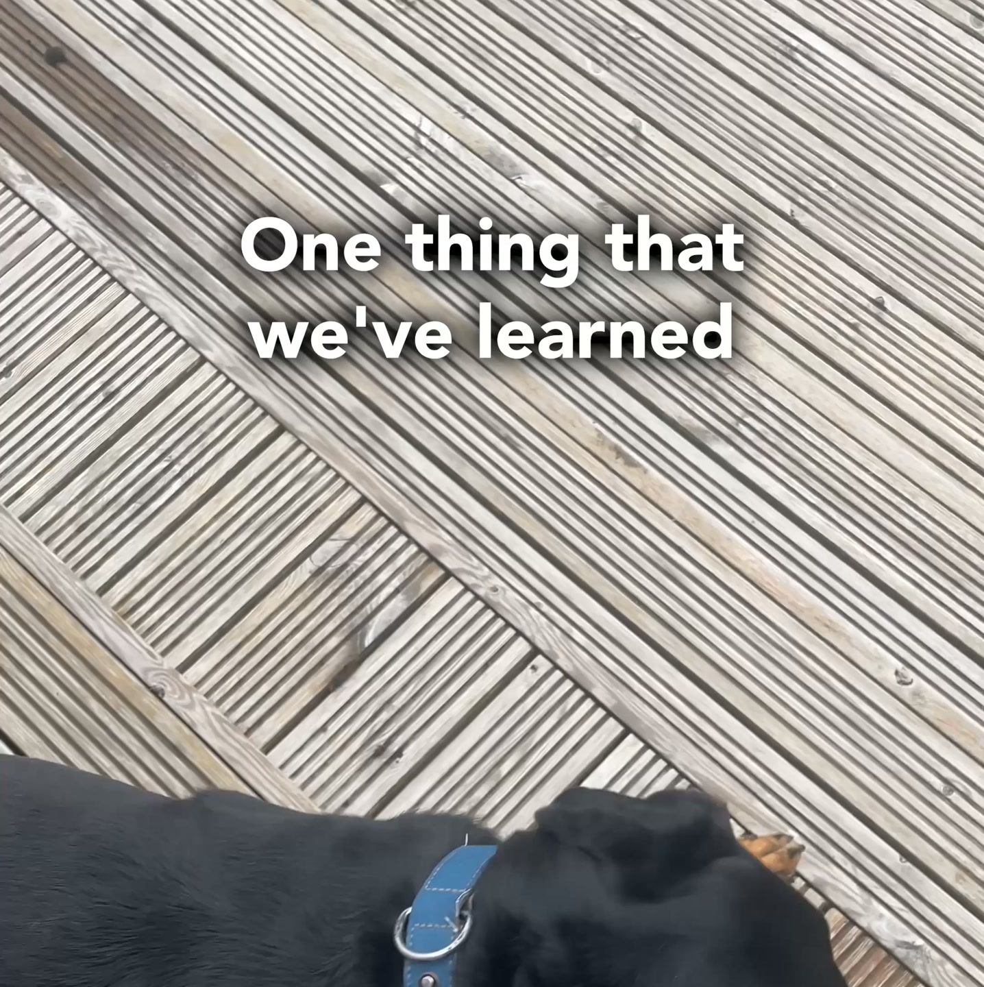 TrustedHousesitters Facebook ad: Travel through house and pet sitting