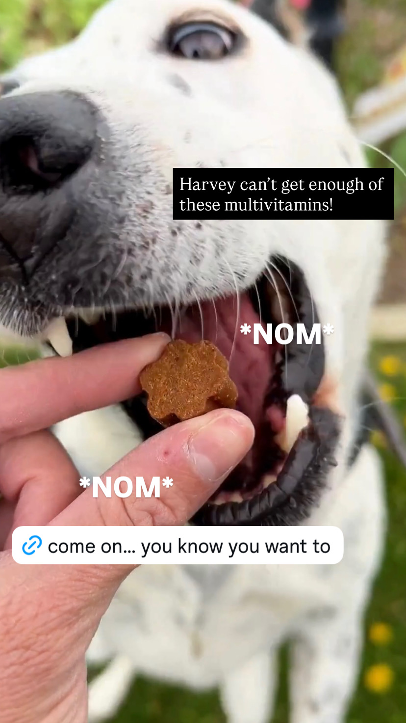 Dog is Human Facebook ad
