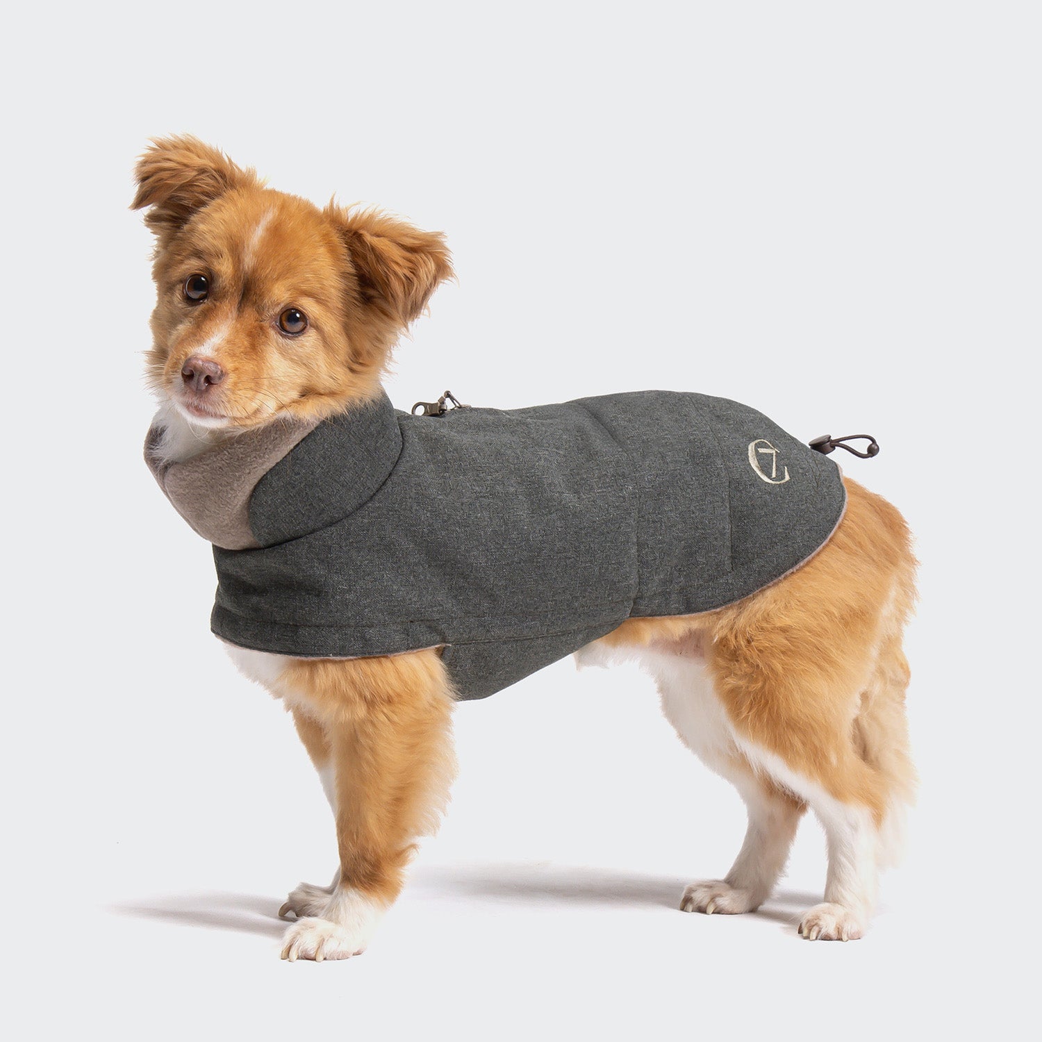 Cloud7 Facebook ad: For dogs who disregard the forecast.