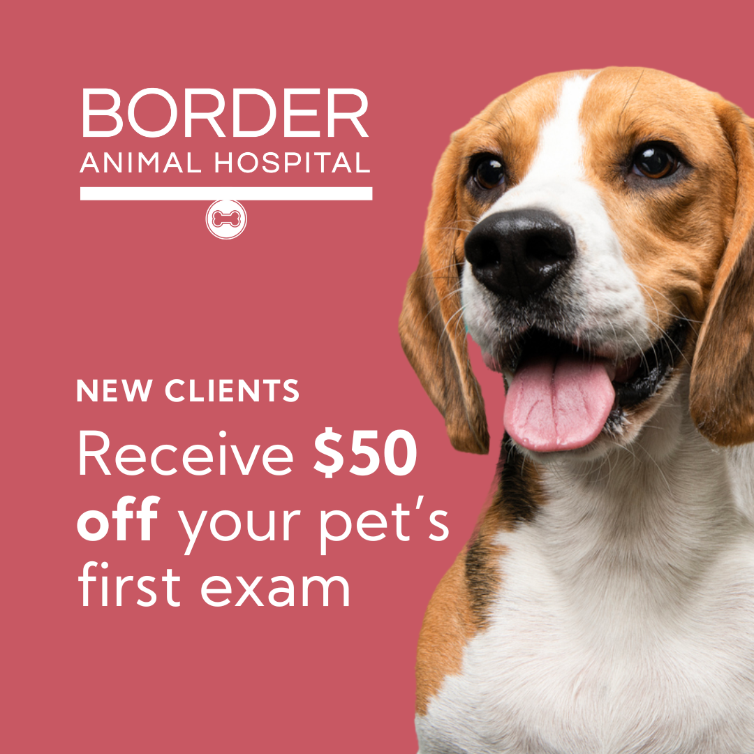 Border Animal Hospital Facebook ad