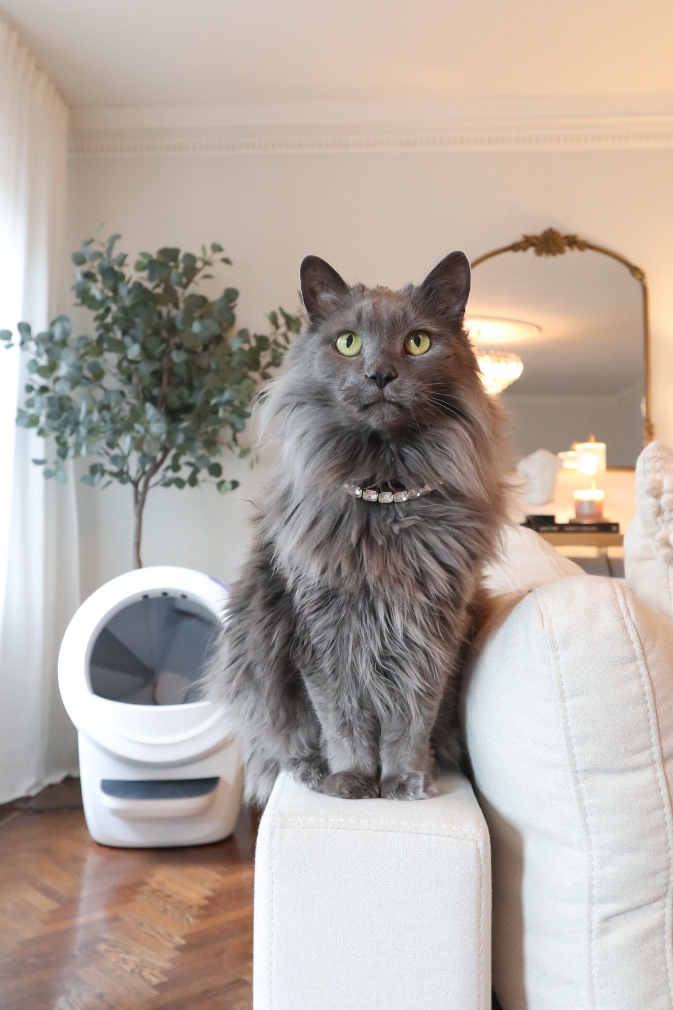 Litter-Robot by Whisker Facebook ad