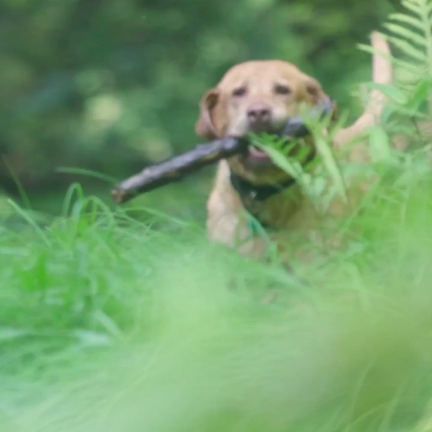 VICTOR Super Premium Pet Food Facebook ad: High-Quality Fuel