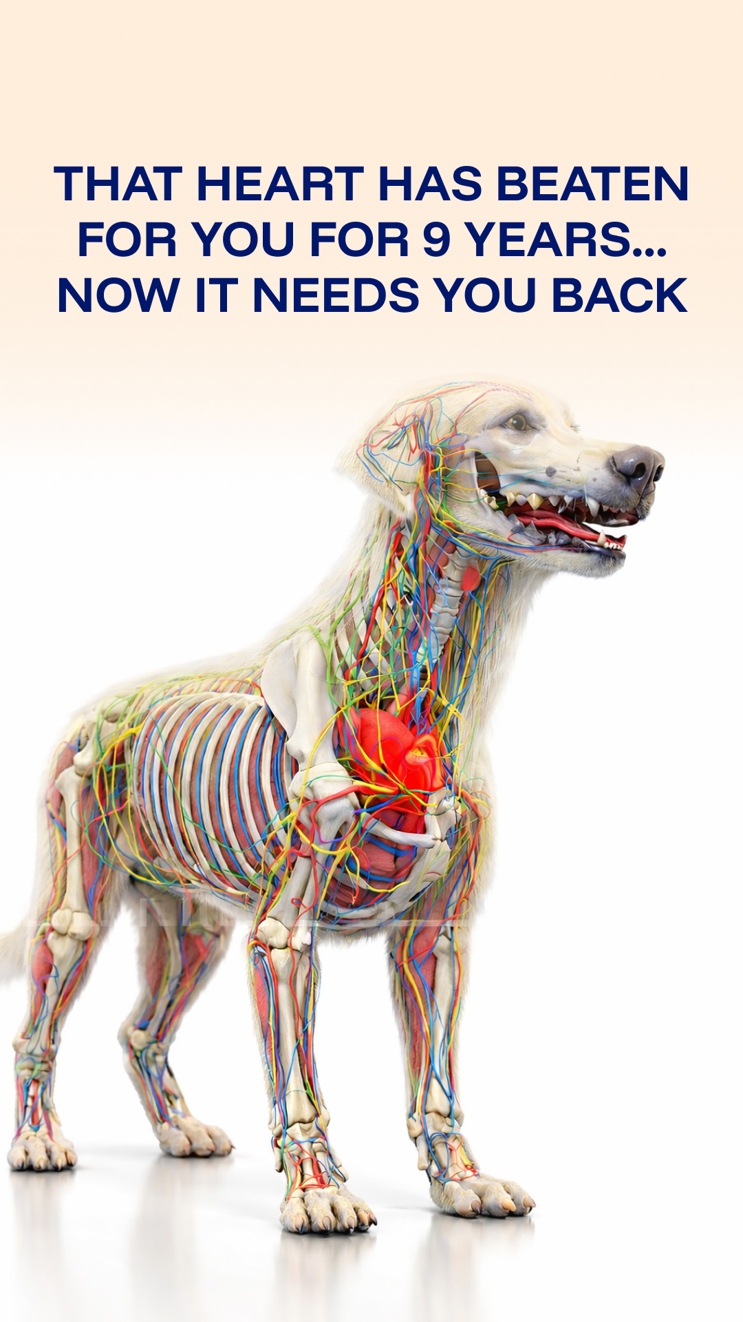 Vet-Approved Pet Products Facebook ad