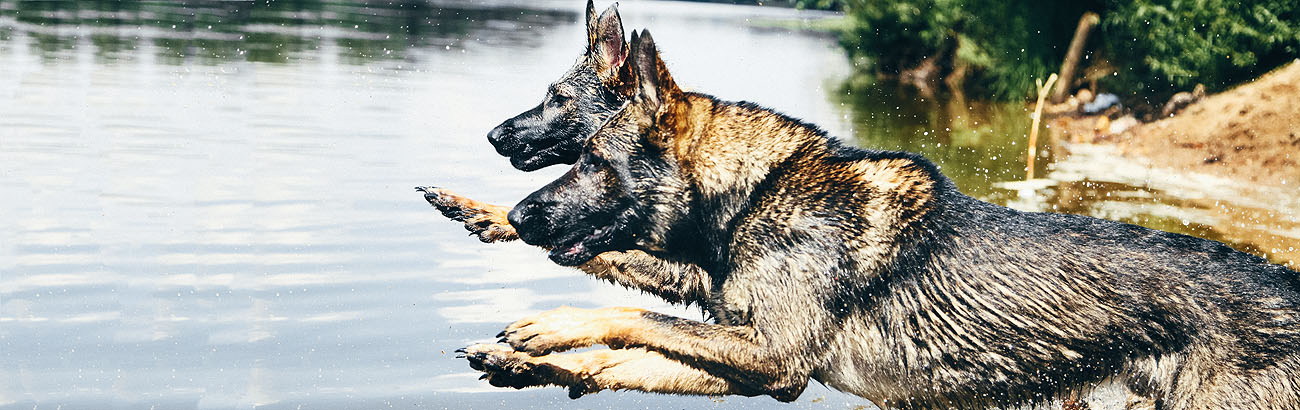 PRIDE Dog Equipment Facebook ad