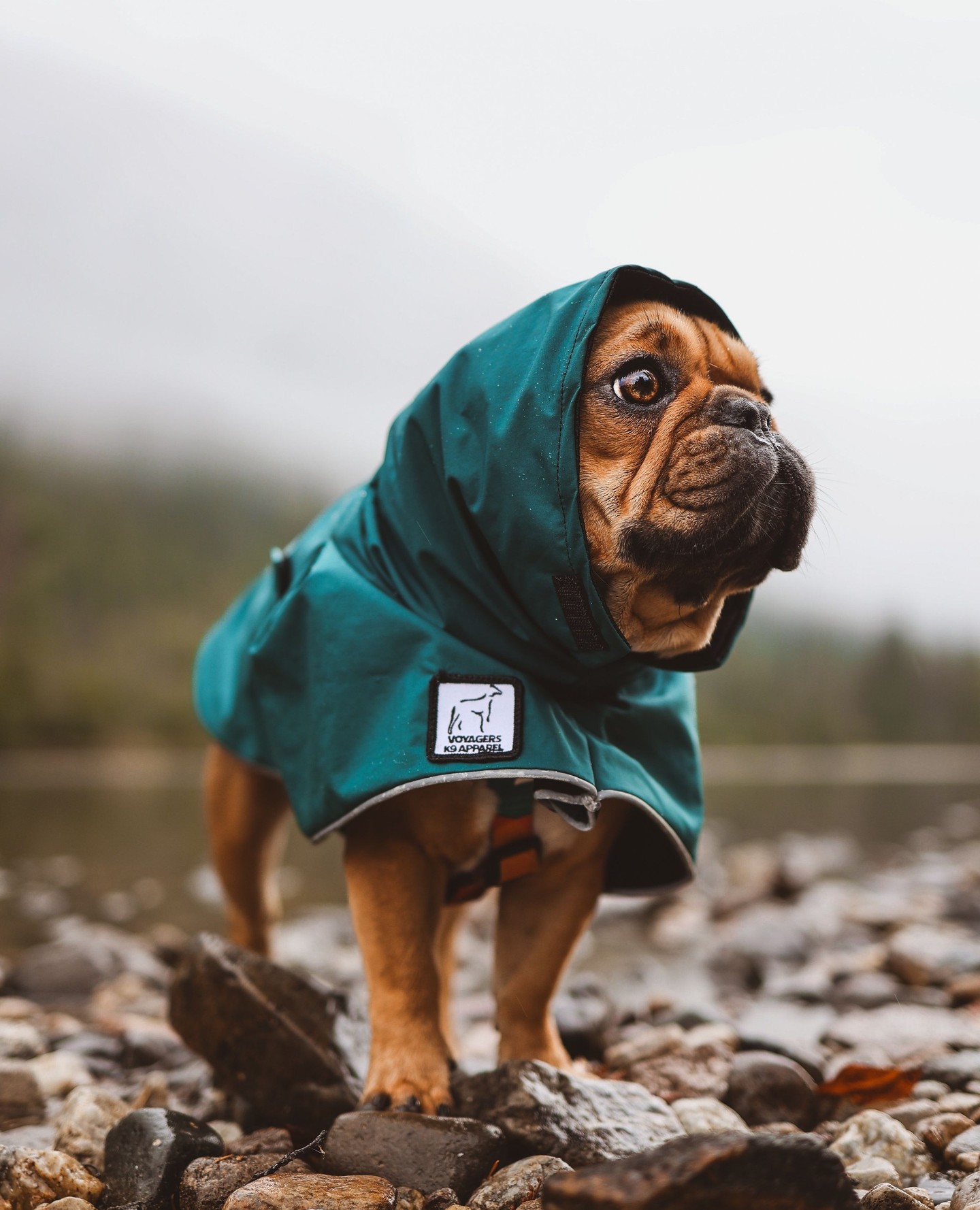 Voyagers K9 Apparel Facebook ad