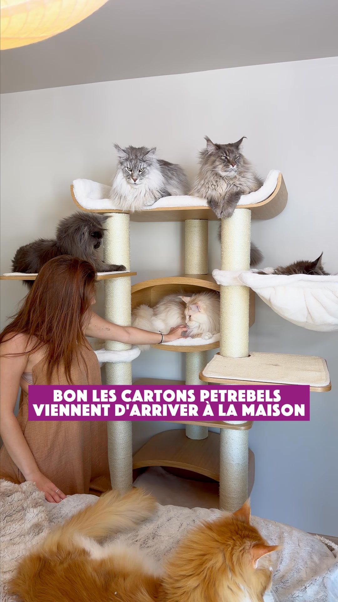 petrebels.com Facebook ad: Pour chats actifs
