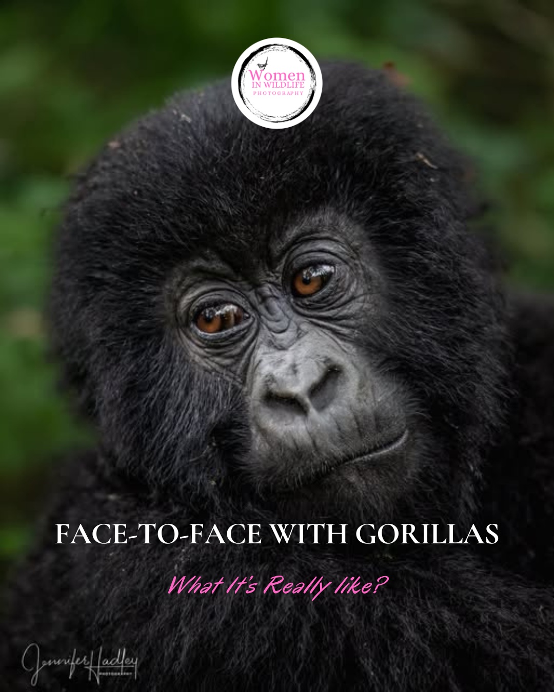 Women In Wildlife Photography Tours Facebook ad: Two gorilla treks.