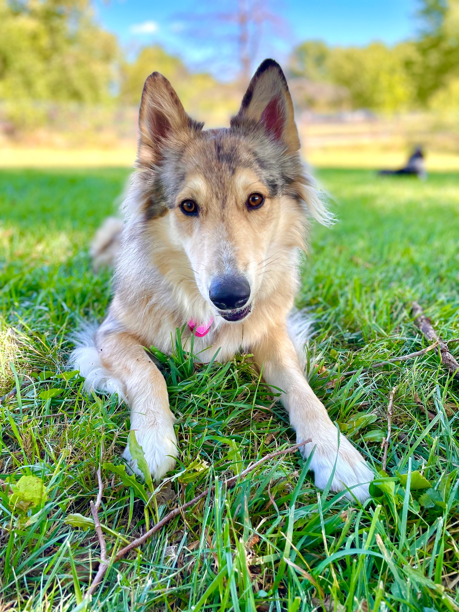 Connected Dog Training Facebook ad: Compassion Over Compliance: Train with Confidence