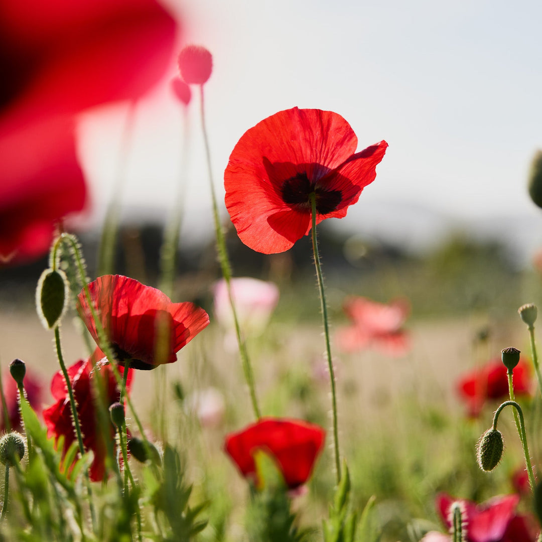 Veggie & Flower Garden Seeds Facebook ad