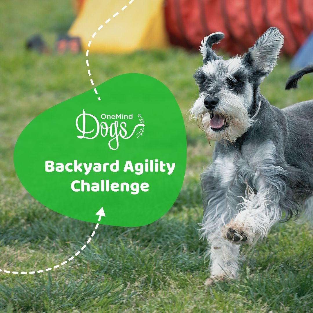OneMind Dogs Facebook ad: Backyard Dog Agility Challenge!