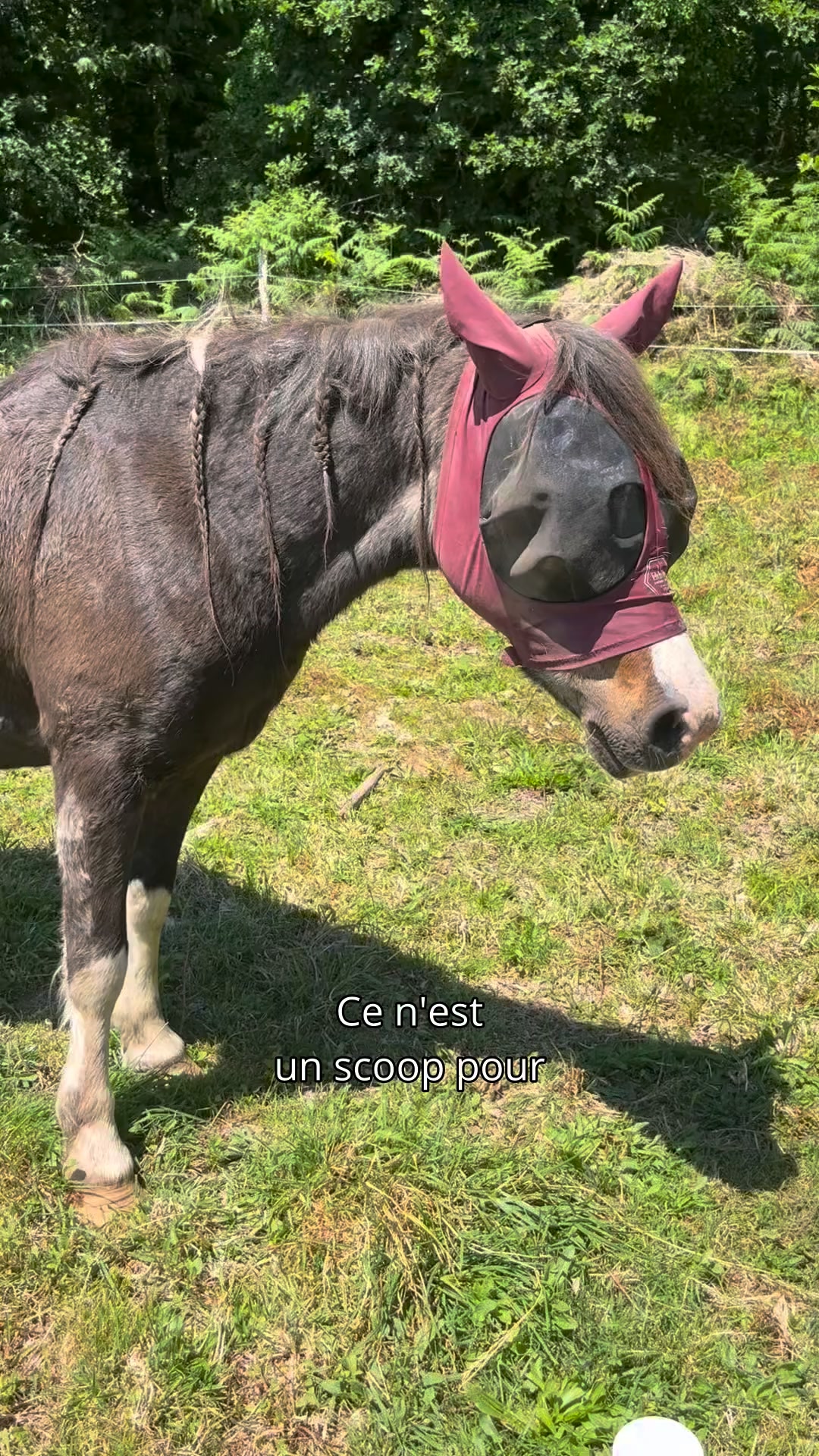 Cura naturale Facebook ad: Formulé pour la peau du cheval