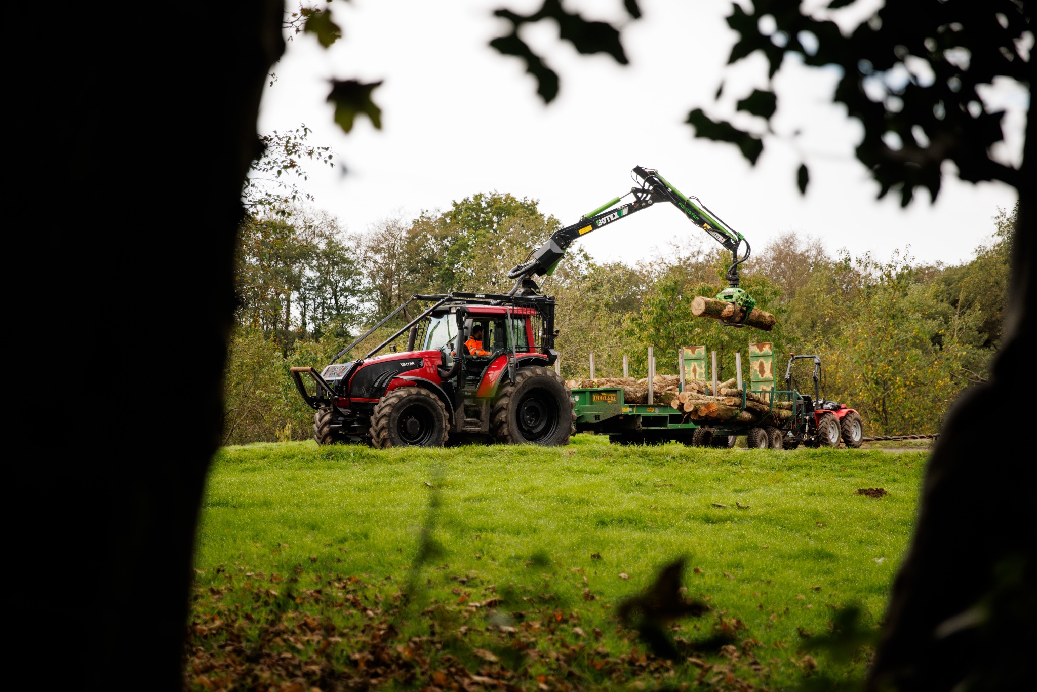 The Arb Team Facebook ad: Is Ash Dieback Affecting Your Trees?