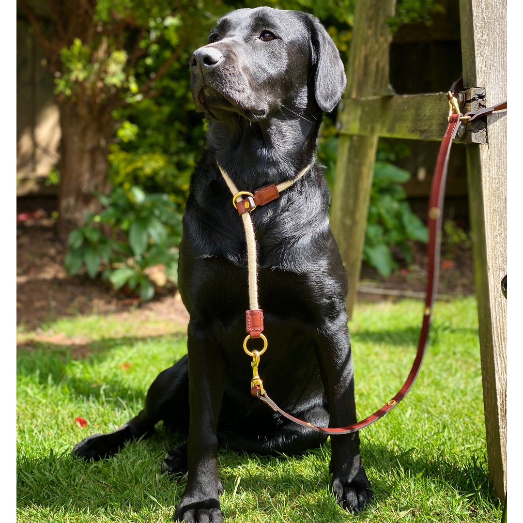Tetherleads Facebook ad: Made for dogs | Designed for you