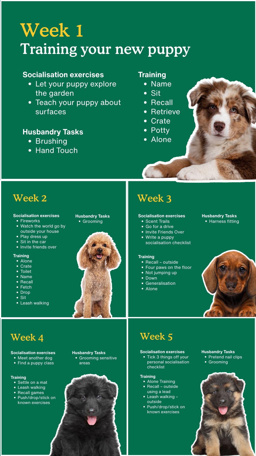 Zigzag Puppy Coach Facebook ad