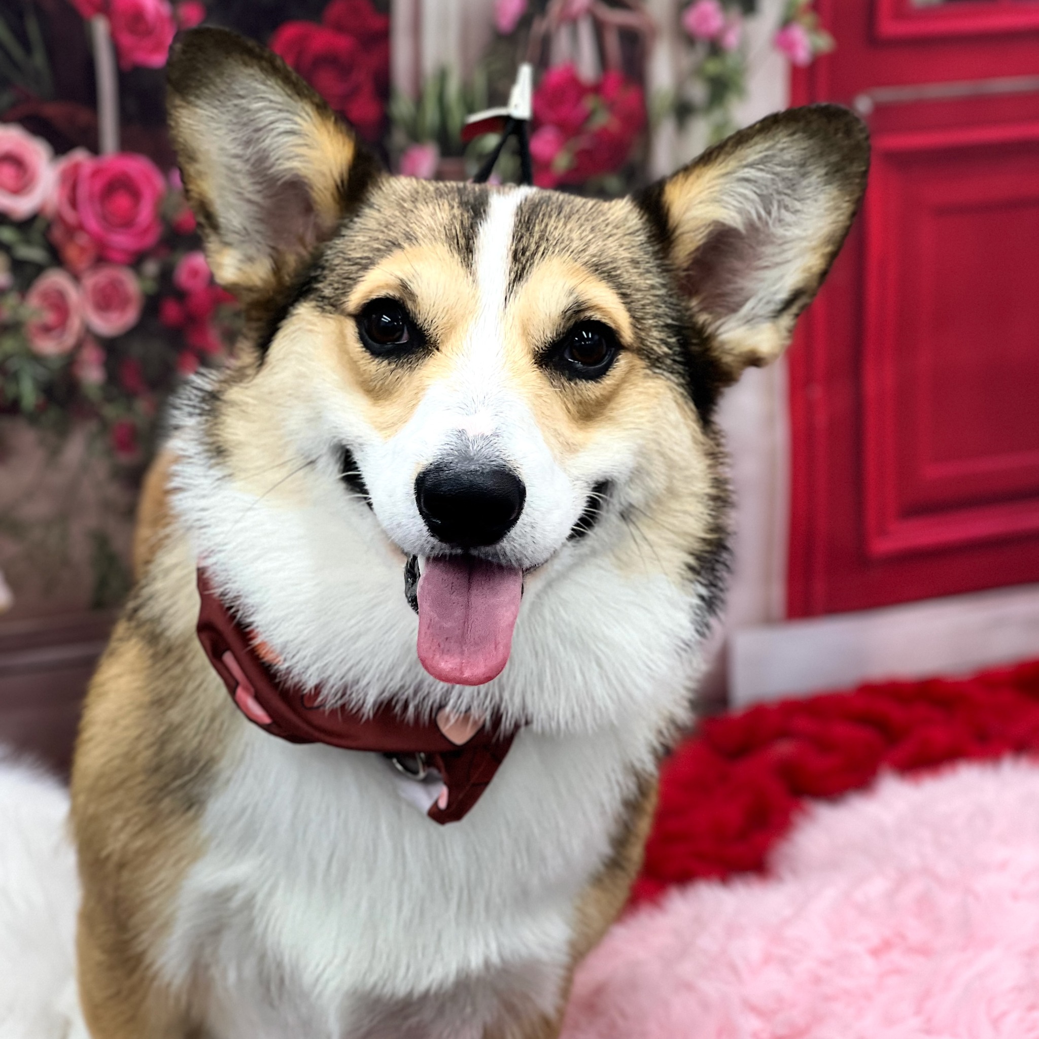 Diva Doggies Facebook ad