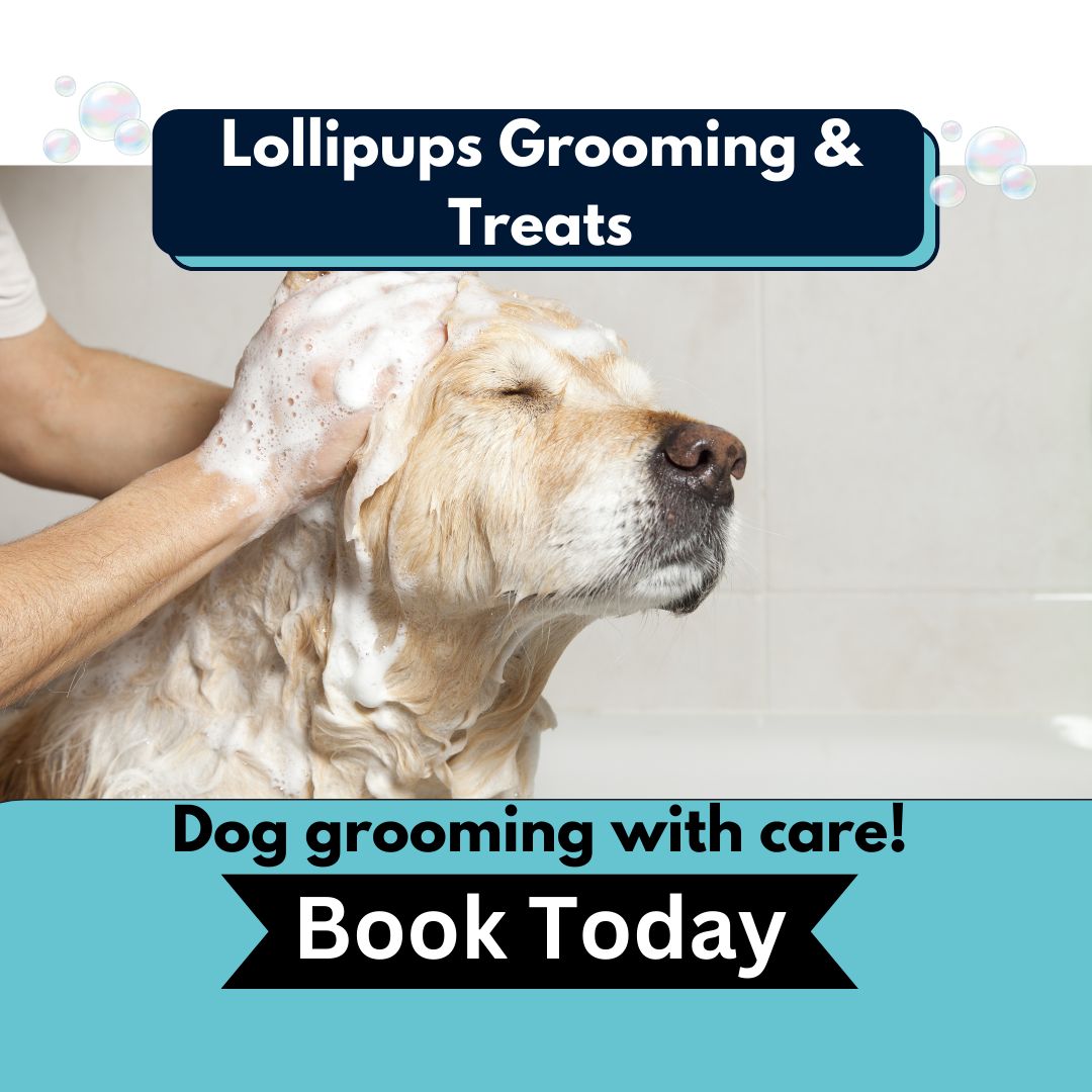 Lollipups Grooming Facebook ad: Dog Grooming - NE Heights