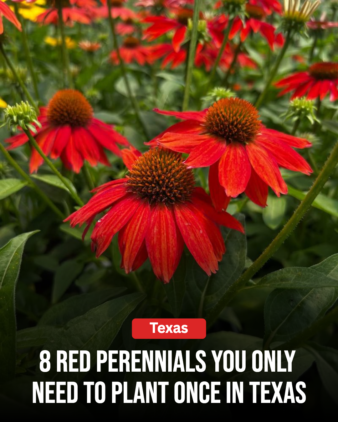Texas Gardener Facebook ad from Mar 27, 2026