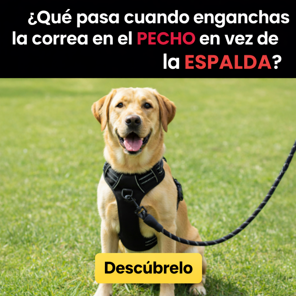 Alynoa Facebook ad: Cómo dejar de tirar de la correa sin entrenamiento