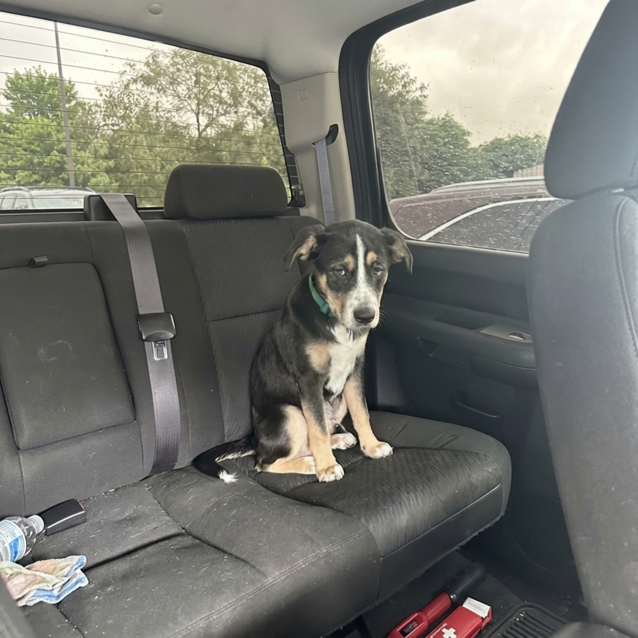 Sharon Brown Facebook ad: Shelter Vet Reveal The Truth…