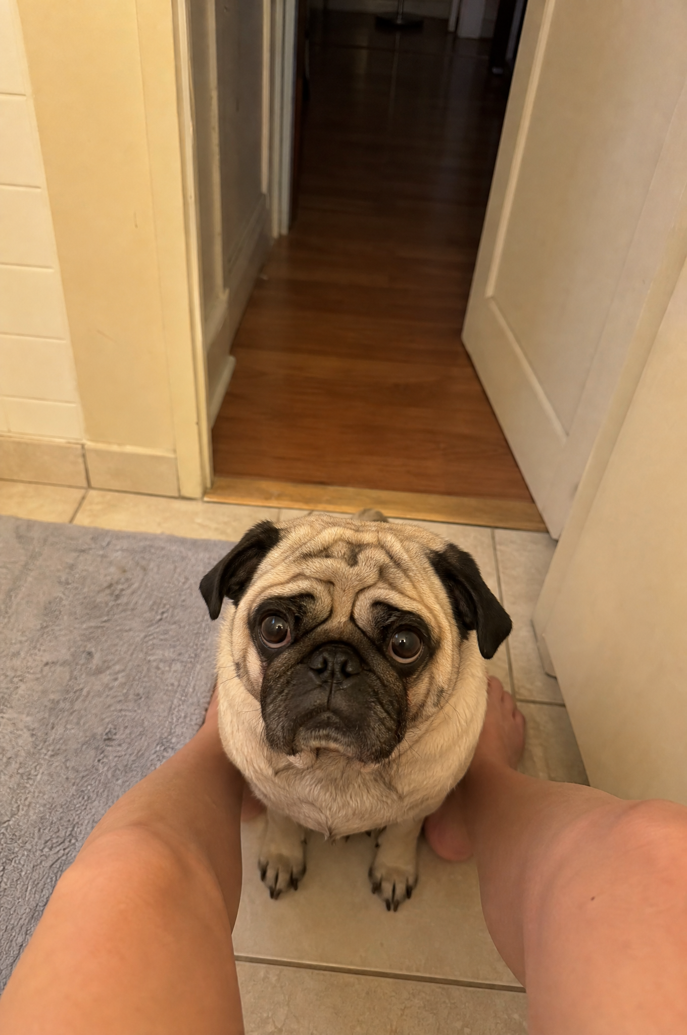 Cindy Lewis Facebook ad: Read this if you own a Pug
