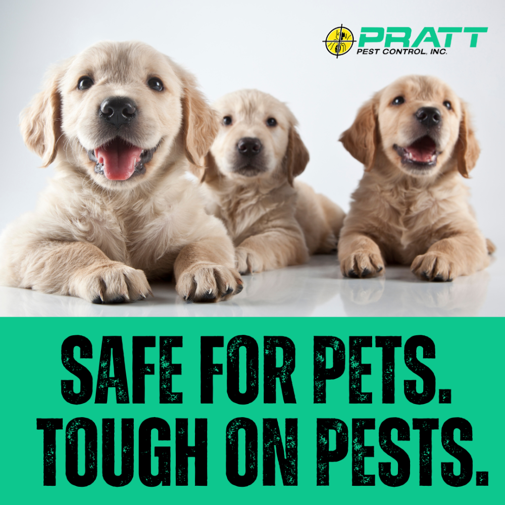 Pratt Termite & Pest Control Facebook ad
