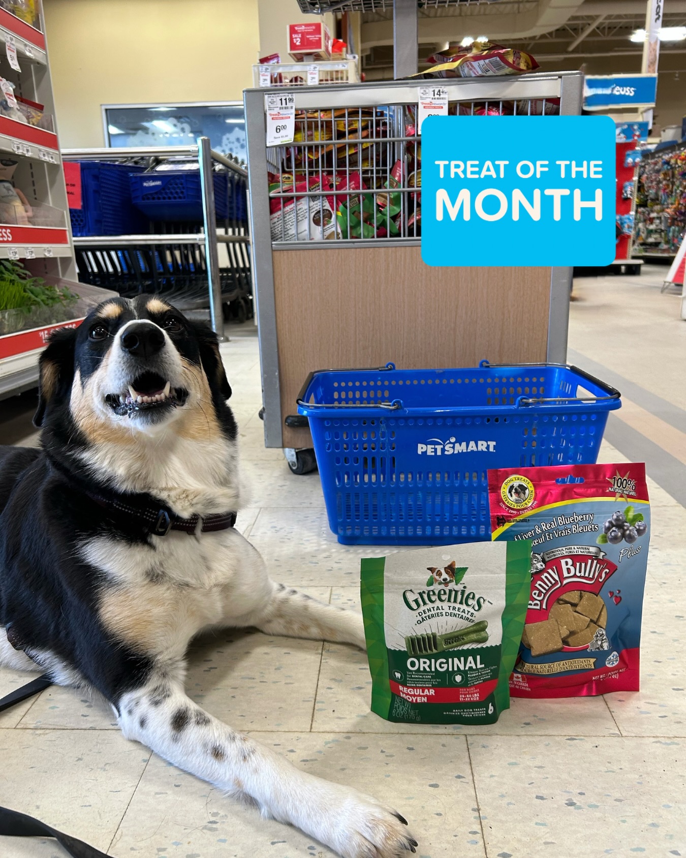 PetSmart Facebook ad
