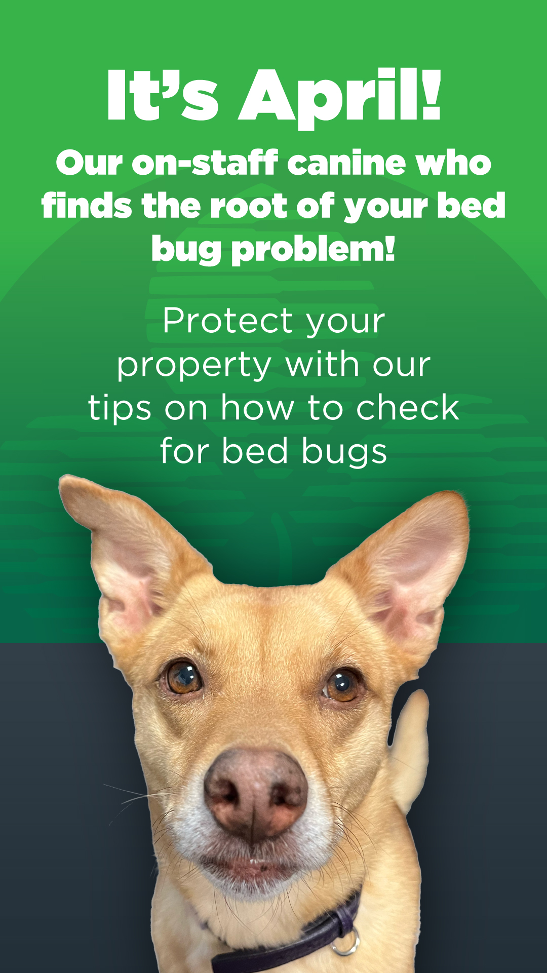 JP McHale Pest Management LLC. Facebook ad