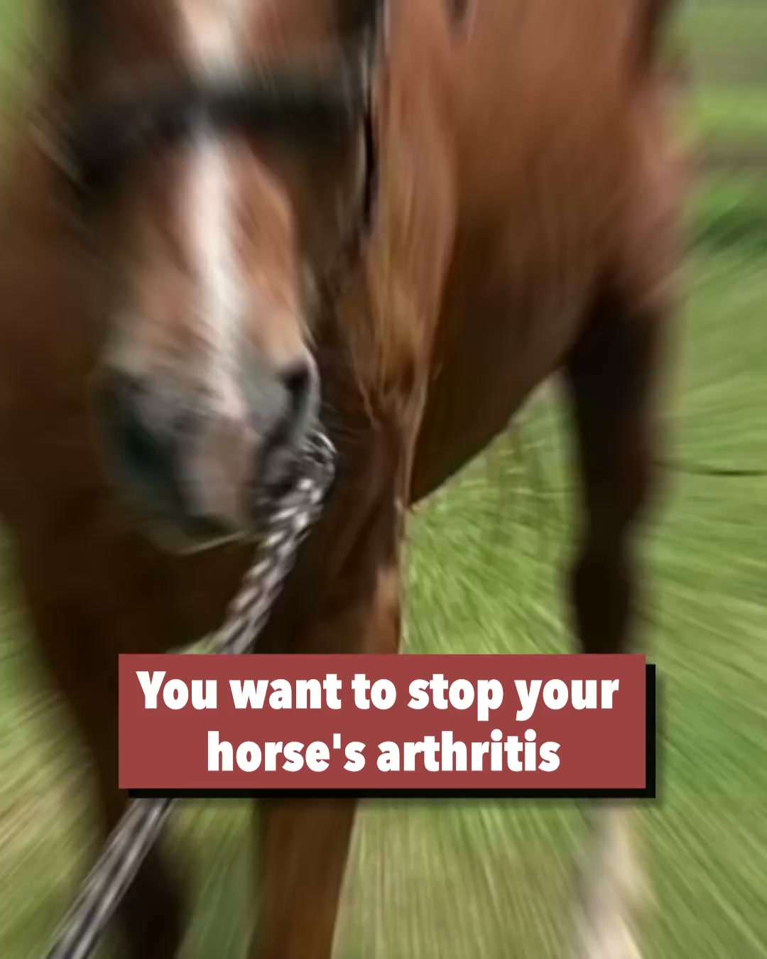 Wild Mane Facebook ad: Help your horse feel like themselves again