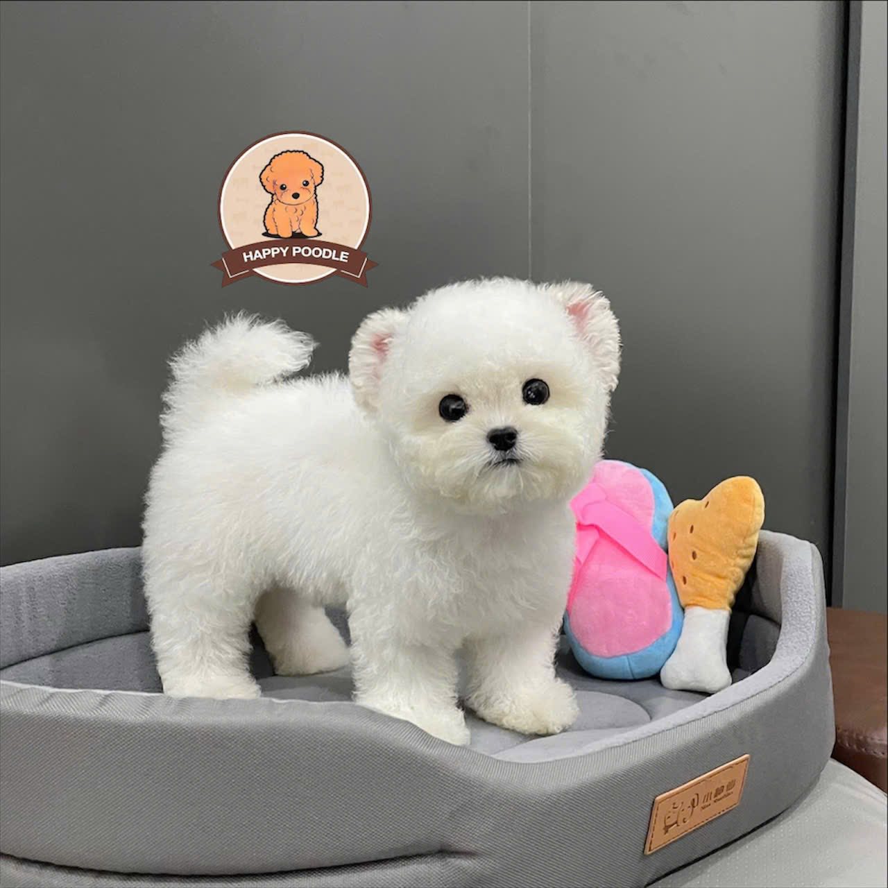 Happy Poodle Sai Gon Facebook ad: ๐๐๐ค๐๐ฃ ๐ญ๐๐ฃ๐ ๐ฎ๐ฬ๐ช ฤ๐ฬ๐ฎ ๐๐ ๐ข๐ฬฃ ๐คฬ๐