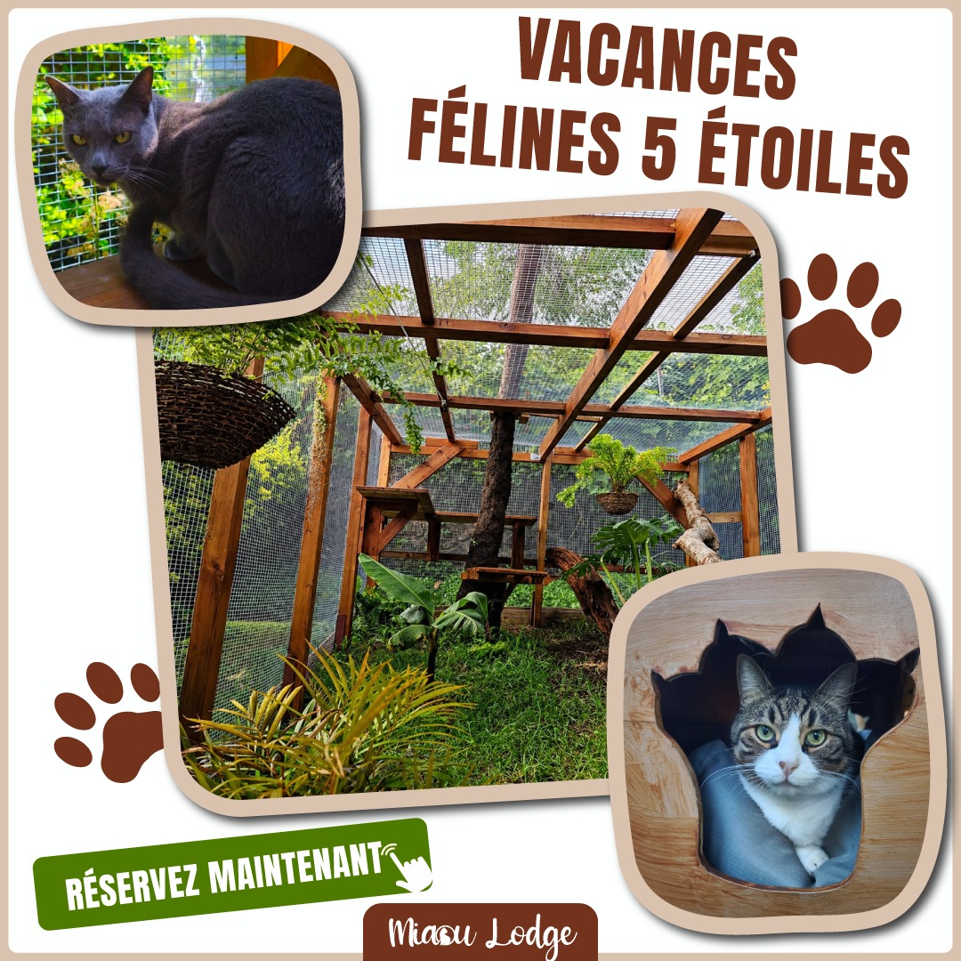 Miaou Lodge Pension Féline à la Réunion Facebook ad: Pension pour chats calme et sécurisée pendant votre absence
