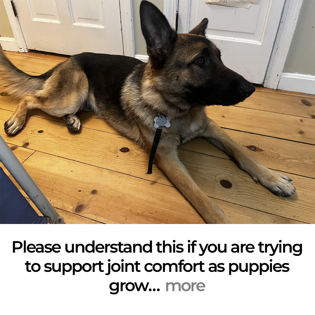 Dog Arthritis Support Community Facebook ad: What Fast-Growing GSDs Actually Need