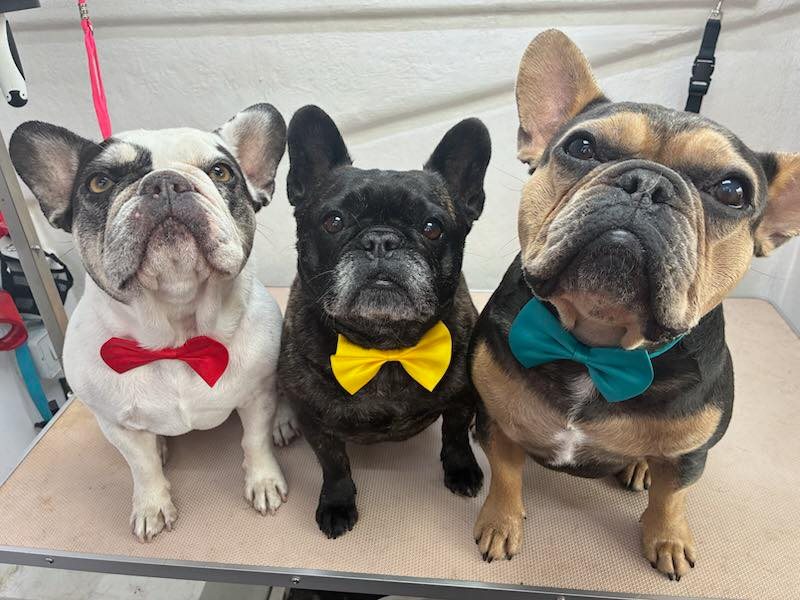 Jim's Dog Wash New Zealand Facebook ad: MULTI-DOG SPECIAL