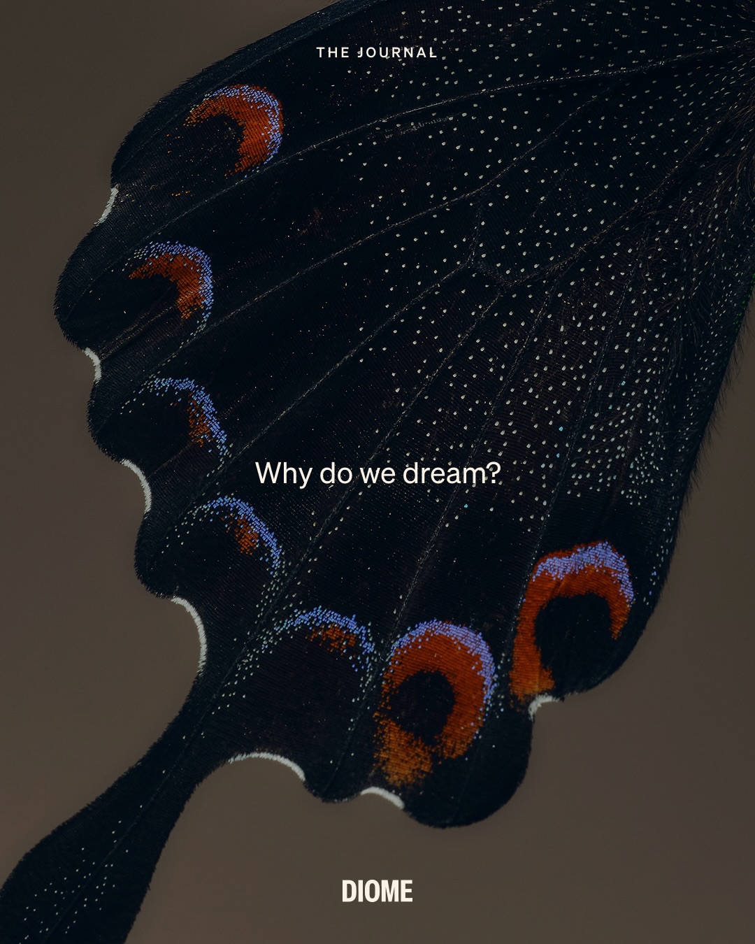 DIOME Facebook ad: Dreaming is one of sleep’s most essential processes.