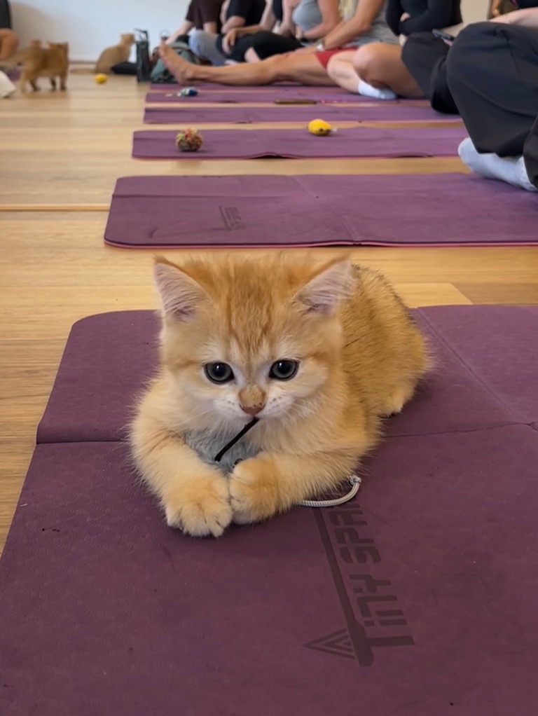 Yoga Paws Facebook ad