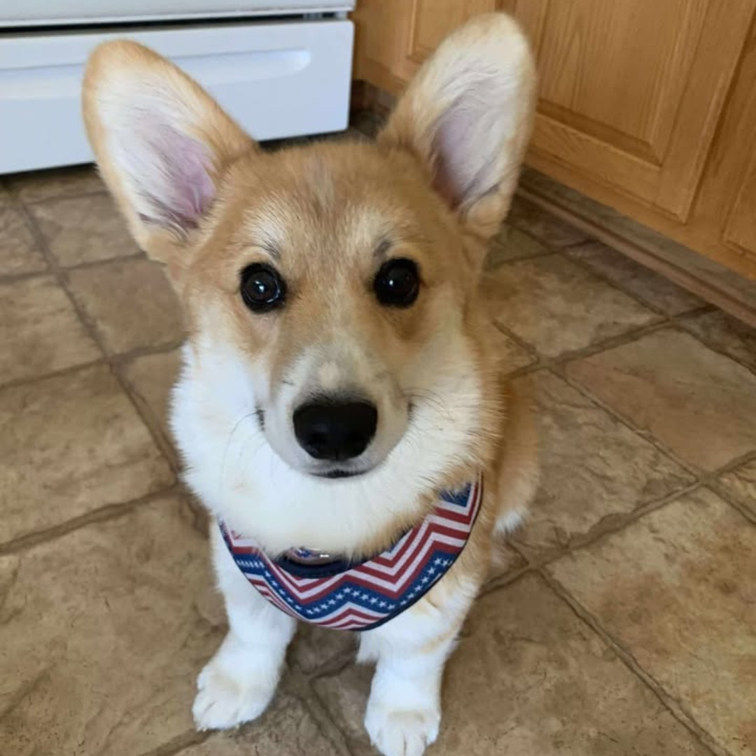 NHV Natural Pet Products Facebook ad: Who could possibly resist those adorable Dudley puppy…