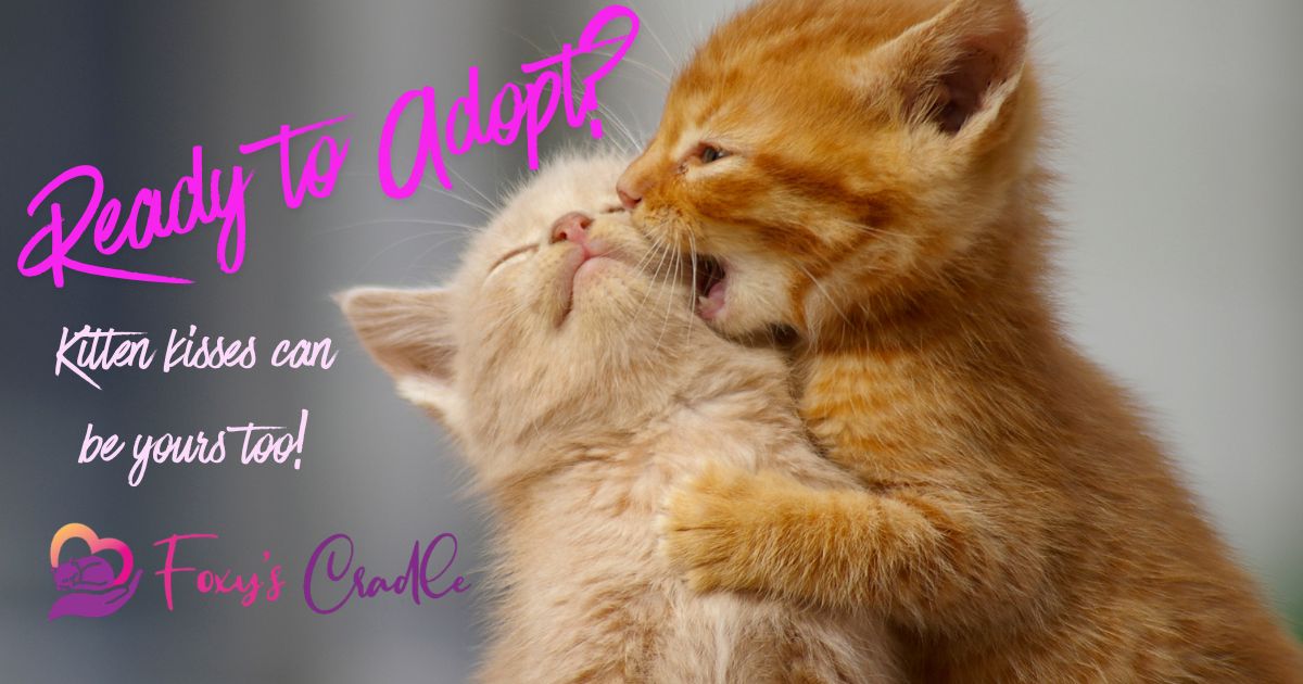 Foxy's Cradle Facebook ad: Adoption leads to kisses!