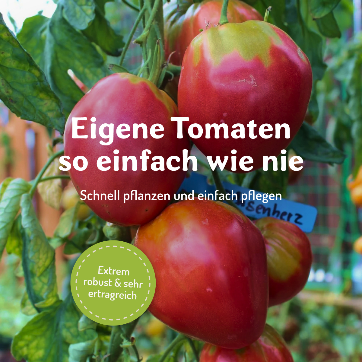 Samenfritze Facebook ad