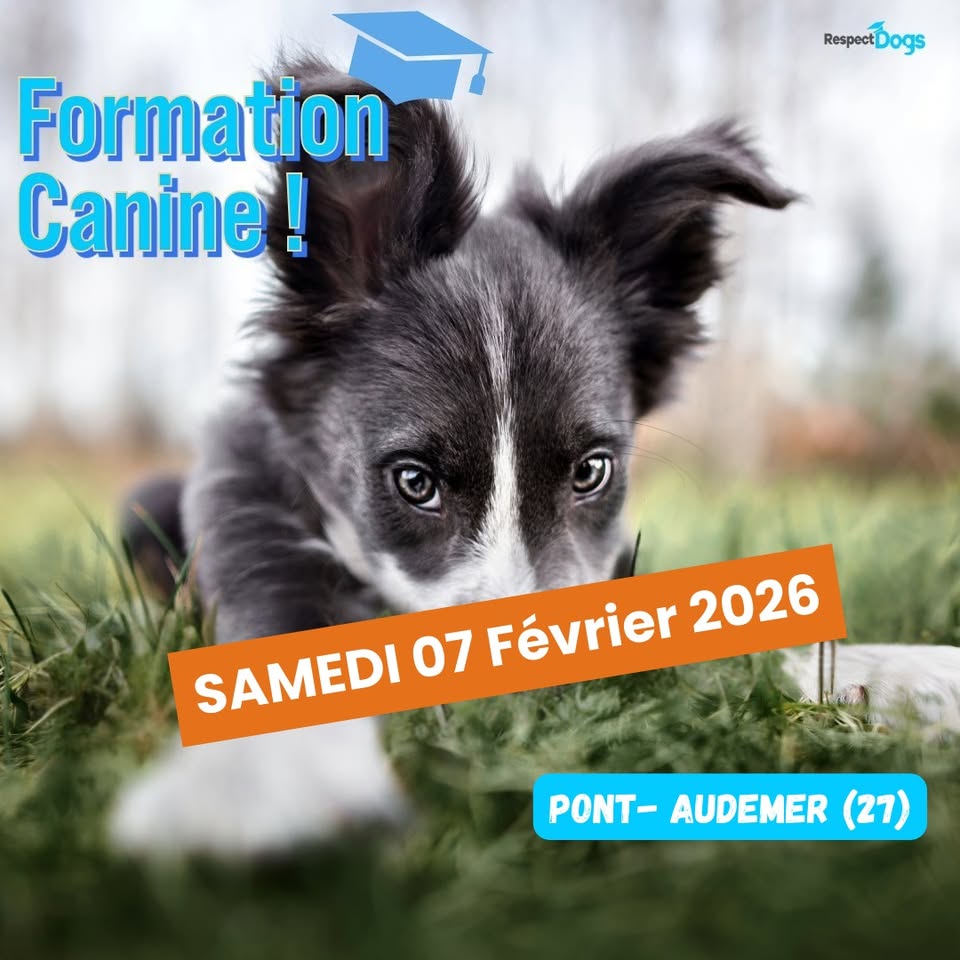 Educateur canin Respectdogs Honfleur / Bourg-Achard Facebook ad: Éducateur Canin Lisieux (14) - RespectDogs