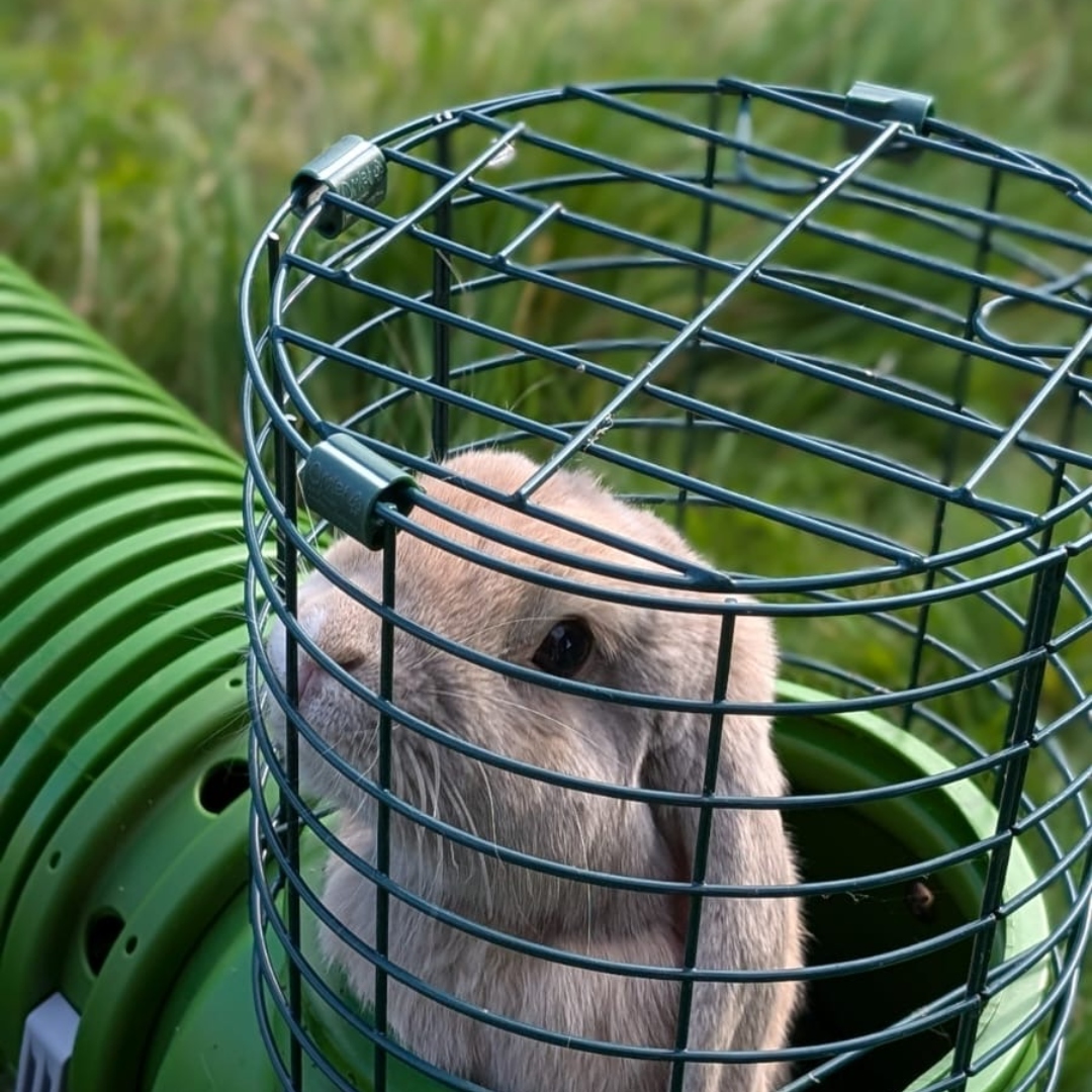 Omlet - Les produits pour vos animaux Facebook ad