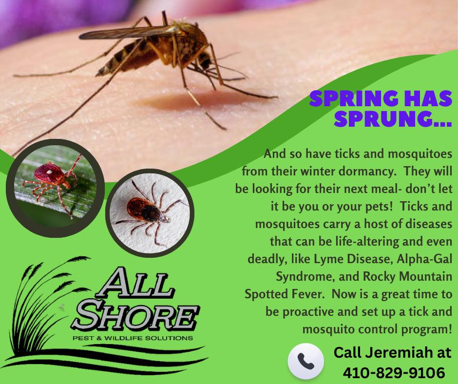 All Shore Pest & Wildlife Solutions Facebook ad